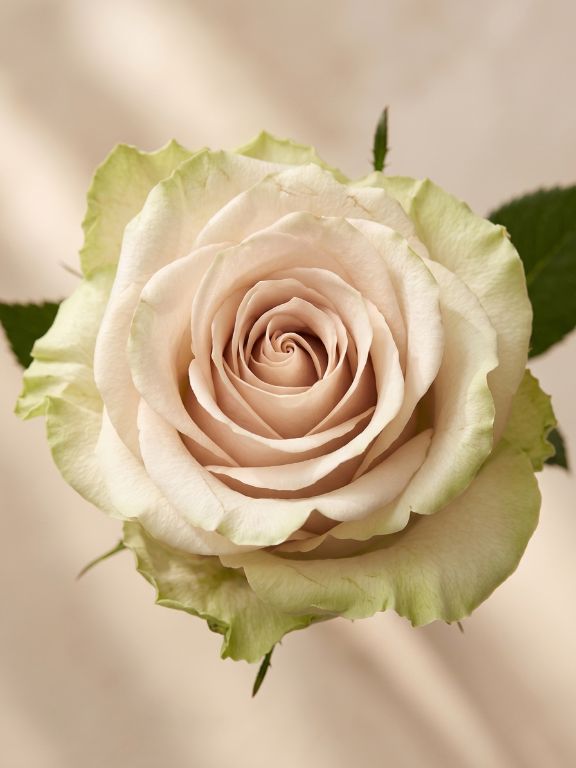 POMPEI  BI-COLOR CREAM/ PINK ROSES